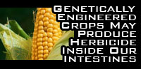 Genetically Engineered Crops May Produce Herbicide Inside Our Intestines